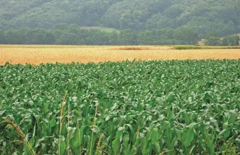 Réduire la pression des graminées en culture d’hiver sans herbicide