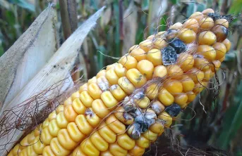 Champignons toxicogènes trouvés sur le maïs et réglementation
