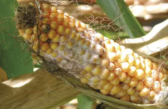 Minimiser le risque de contamination au déoxynivalénol du maï grain