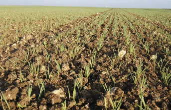 Comment décaler la date de ses semis de céréales à paille