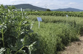 Variétés de féverole de printemps : un renouvellement visible