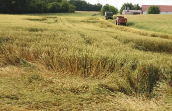 Verse du blé: utiliser ou pas un régulateur de croissance