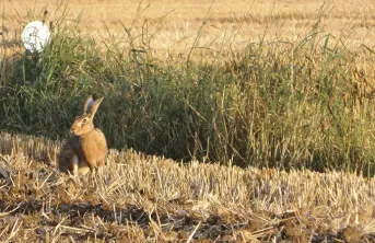 Biodiversité et grandes cultures : 6 mesures qui font leurs preuves