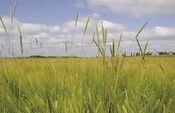 Désherber en Europe avec moins d'herbicides