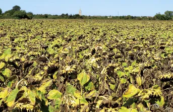 Mieux choisir ses variétés de tournesol avec Tour de Plaine et MyVar