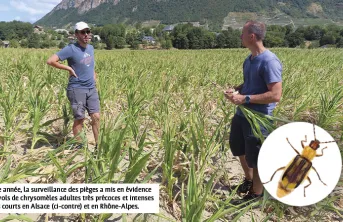 La chrysomèle du maïs devient nuisible dans l'Est et en Rhône-Alpes