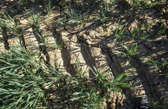 Agronomie : modifier les pratiques pour préserver l’eau du sol ?