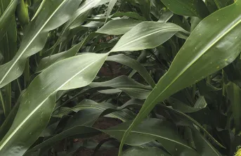 Maïs: orientation des feuilles selon la compétition pour la lumière