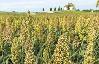 Débouchés, valorisation alimentaire & compétitivité du sorgho grain