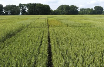 Choisir ses blés tendres pour l'agriculture biologique