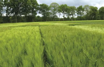 Le point d'Arvalis sur les variétés d'orge d'hiver et les nouveautés