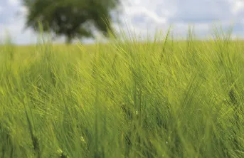 Valorisation économique des escourgeons en zone à faible potentiel