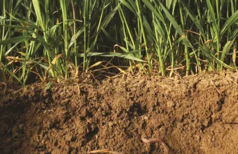 Un blé ou un maïs après une prairie voit ses perfomances augmentées