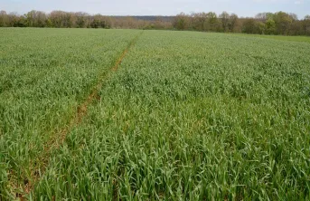 Protection des blés : le biocontrôle, l’alternative du T1