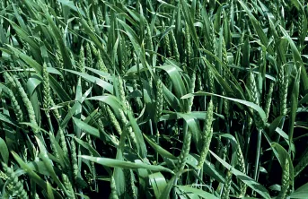 Vingt-neuf nouvelles variétés de blé tendre proposées à l’inscription