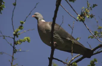 Piloter des actions visant à limiter les dégâts d'oiseaux