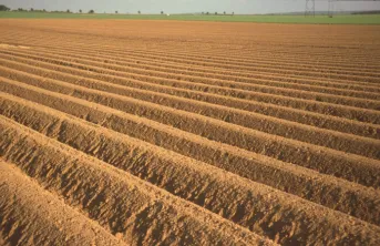 Pertes d’azote limitées avec les urées modifiées sur pomme de terre