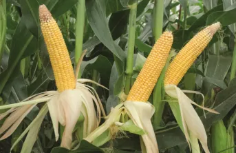 Irriguer le maïs grain en conditions restrictives
