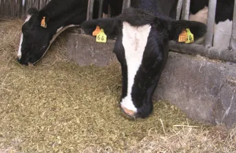 Intérêt alimentaire du maïs fourrage ensilé récolté par shredlage