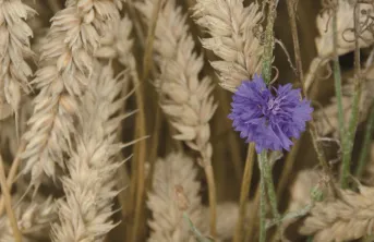 Quatre nouveaux herbicides des céréales à paille évalués par Arvalis