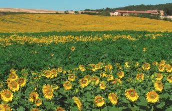 Agroéconomie du tournesol et du soja en Nouvelle-Aquitaine