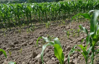 Évaluation de la nuisibilité de onze ravageurs du maïs