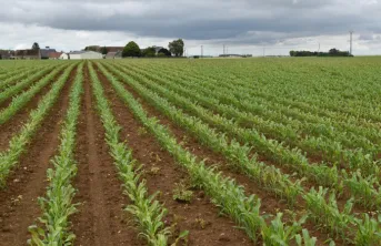 La compétititvité du maïs grain français