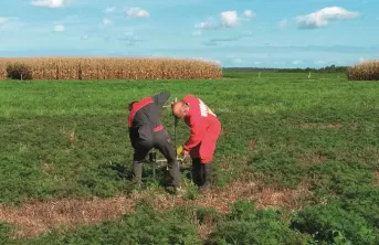 Non labour: la teneur en carbone du sol augmente juste en surface