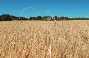 Moitié moins de ray-grass quand la menue paille est récoltée