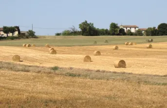 Projet GPDur: des variétés de blé dur plus riches en protéines