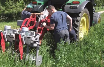 Blé tendre bio : implanter un couvert dans l'inter-rang