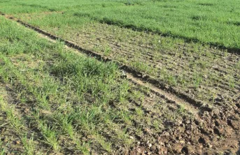 Carence en manganèse : détecter la tolérance des variétés