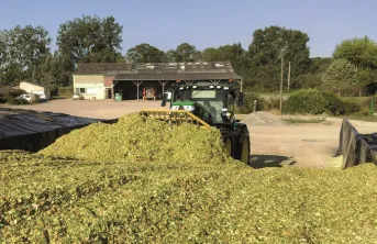 L’apport d'ensilage de maïs à fibres longues n’a pas eu d’effet sur les performances laitières