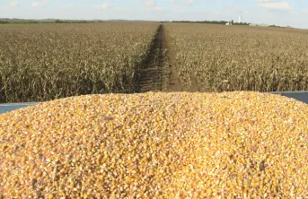 Productivité du maïs grain selon sa précocité dans le Sud-Ouest