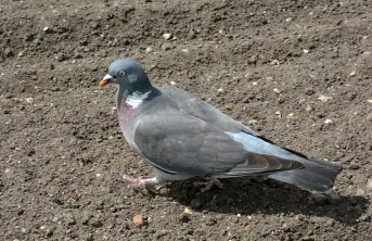 Déclarer ses dégâts d’oiseaux et visualiser les zones à risque