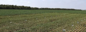 Positionnées à intervalles réguliers, les boites de Pétri permettent d’évaluer la dérive sédimentaire après pulvérisation.