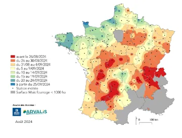 Carte 1 : Estimation au 12/08/2024 de la date de récolte en France pour le premier créneau de semis 2024. (Utilisation des données météo médianes.)