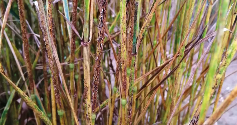 La rouille noire touche préférentiellement les tiges du blé où elle peut creuser des chancres étendus (au centre). Des symptômes peuvent aussi être observés sur les feuilles, les gaines et les épis.