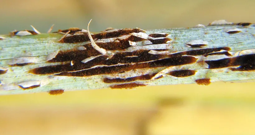 Des symptômes peuvent aussi être observés sur les feuilles, les gaines et les épis.