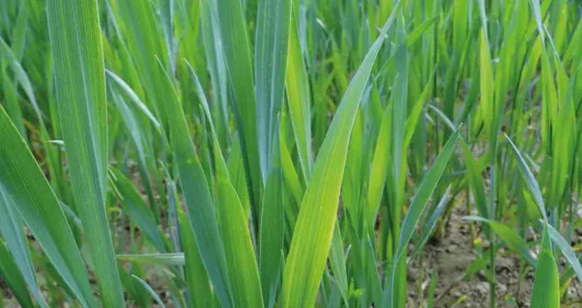 Comme la carence en azote, une carence en soufre en céréales à paille se traduit par des taches irrégulières vert pâle à jaune, mais ici ce sont les jeunes feuilles qui sont touchées.