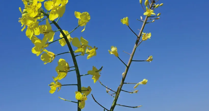 Sur colza, une carence en soufre se manifeste à la floraison, par des fleurs décolorées - mais il est tard pour corriger la carence, la croissance des plantes est déjà affectée.