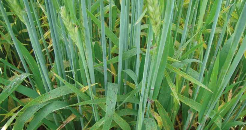 Les premiers symptômes de ramulariose sur orge apparaissent à la floraison : quelques nécroses courtes et brunes traversant la feuille. Souvent entourées d’un halo jaune, elles se multiplient très vite et peuvent toucher les épis.