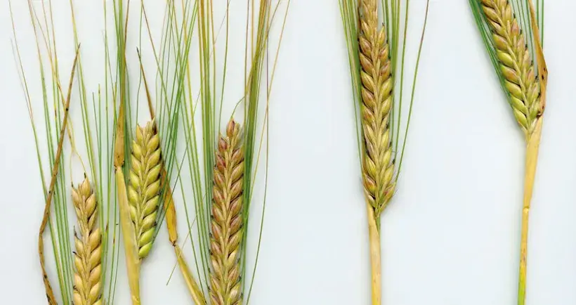 Les premiers symptômes de ramulariose sur orge apparaissent à la floraison : quelques nécroses courtes et brunes traversant la feuille. Souvent entourées d’un halo jaune, elles se multiplient très vite et peuvent toucher les épis.
