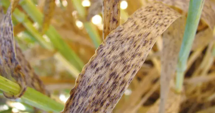 La sénescence des feuilles touchées est très rapide. Si l’observation à la loupe du dessous des feuilles desséchées révèle des alignements de points blancs, le diagnostic de ramulariose est confirmé.