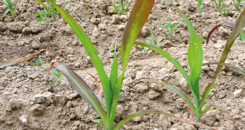 En cas de pseudo-carence (photo suivante), le rougissement des feuilles, qui signe le manque de phosphore, ne touche qu’une partie du limbe et rarement la toute première feuille. Et c’est temporaire, contrairement à une carence vraie (ici).