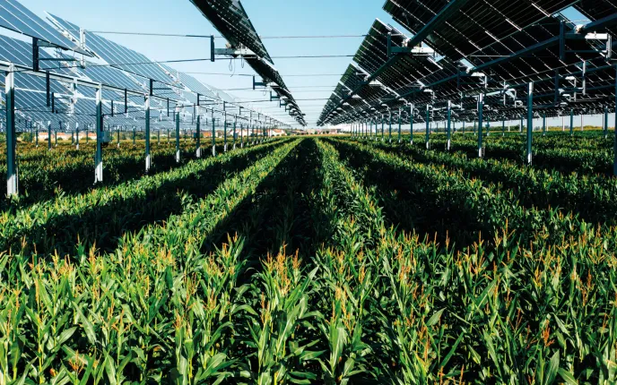 Les ombrières protègent cultures et bétail des excès de chaleur