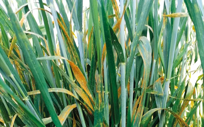 Symptômes de rouille jaune sur feuilles de blé tendre