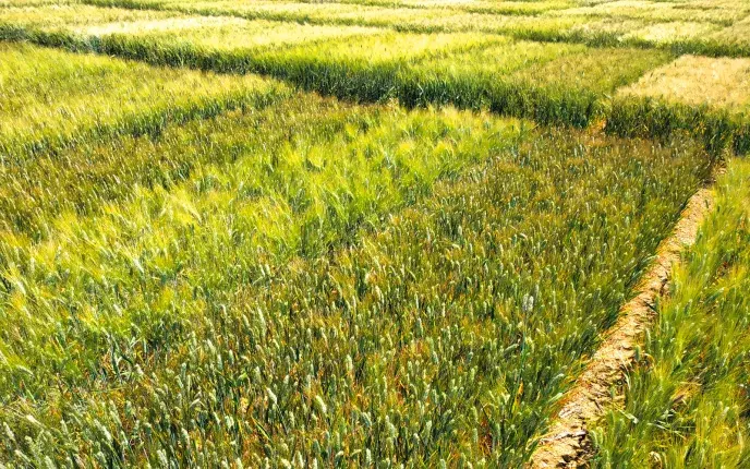 Projet B-SWheat. Variétés de blé dur et tendre.