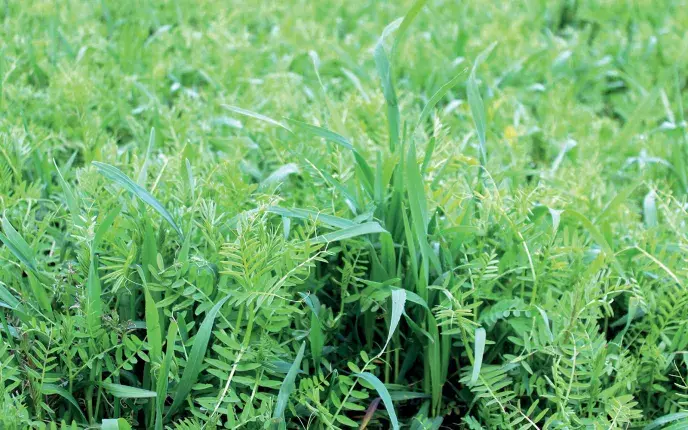 Couvert végétal avec légumineuses