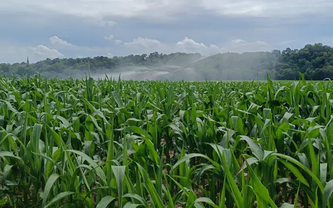 irrigation maïs